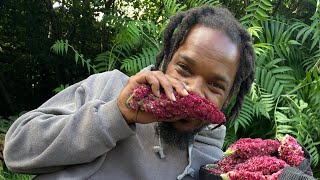 THIS HAS TO BE THE LARGEST SUMAC BUD EVER [upl. by Cory]