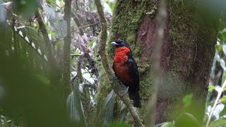 Birds of Central Colombia part three Pereira and Otun Quimbaya nature reserve [upl. by Sosthina954]