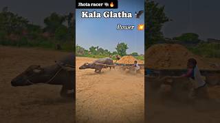 Power 💥💪🏻 Kala Jhota 🐃🔥 jhota viralvideo trendingshorts shorts video [upl. by Alis]