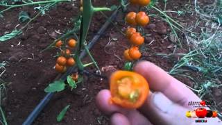 Tomate Cherry quot SUNGOLD quot [upl. by Friday]