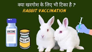 Rabbit vaccination in india  क्या खरगोश के लिए भी टिका है  kya khargosh ke liye tika vaccine hai [upl. by Ary767]