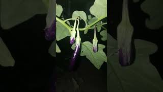 Aubergine Nightshade Family eggplant aubergines nightshade plants night [upl. by Repooc]