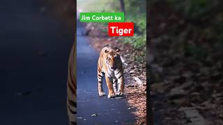 Tiger walking on the road wildlife tiger jungle jimcorbett ramnagar viralvideo [upl. by Janet]