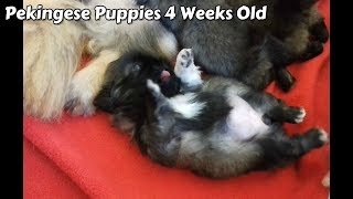 Pekingese Puppies 4 Weeks Old [upl. by Lipfert]