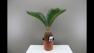 How to Pot Sago Palms  Cycas care [upl. by Lehcem]