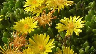 Delosperma nubigenum Yellow Ice Plant  LesothoMittagsblume [upl. by Nolrac761]