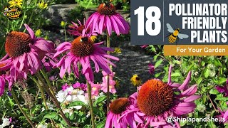 18 Pollinator Plants To Grow 🌼🐝 [upl. by Dawaj]