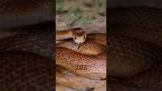 The Deadliest Snakes in the World and Their Lethal Bites  Coastal Taipan [upl. by Ahsad]