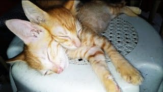 Rescued Kittens Sick Diarrhea Vomiting [upl. by Eydnarb]