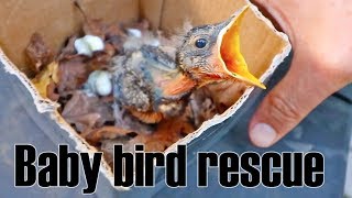 Baby Bird Rescue Pt 1 [upl. by Lorrayne125]