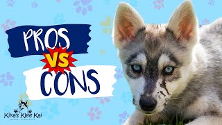 Alaskan Klee Kai  Pros and Cons  The Good The Bad amp Hairy [upl. by Llehsyar]