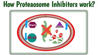 Mechanism of action proteasome inhibitors  How proteasome inhibitors work  Bortezomib MOAVelcade [upl. by Emil]