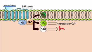 Montelukasts  Mechanism of Action [upl. by Abas253]