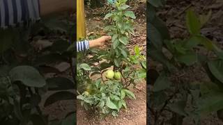 New technique for growing guava plant guavagrafting guava fruitfarming farming viral shorts [upl. by Ailbert]