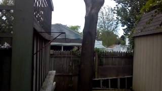 Pin Oak Pruning [upl. by Dermott889]