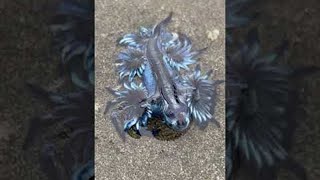 Blue Dragon Sea Slug Gently Swims  ViralHog [upl. by Kline]