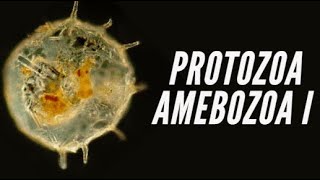 Protozoa IV  Amebozoa Taxonomia Amebas e Foraminíferos [upl. by Euqinwahs]