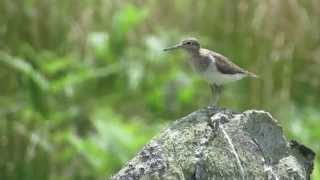 Sandpiper alarm call [upl. by Niawat963]