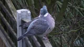 Wood pigeons HD [upl. by Oiromed]