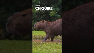 Chigüire la serie  Capítulo 110 🤠 capybara chiguiro carpincho fauna colombia [upl. by Yanehc]