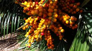 Palm Tree seeds HD 01 [upl. by Attevroc246]