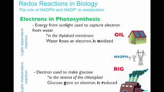 Biology 20 Redox Reactions in Metabolism [upl. by Theta]