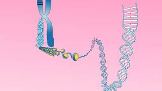 Animation 252 Structure of a chromosome [upl. by Beetner]