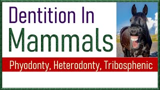 Dentition in Mammals  Types of Teeth in Mammals [upl. by Sivaj981]