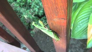 HUGE Praying Mantis Mantodea Burlington Ontario Canada [upl. by Schnorr]