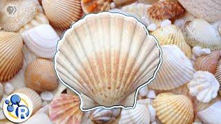 How Seashells Are Made [upl. by Savill526]