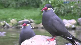 SierwatervogelsNL  Inca tern Larosterna inca [upl. by Siulegroj]