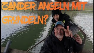 Zander Angeln mit Grundeln [upl. by Margret]