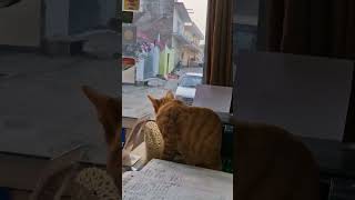 The cat focus have funny comedy [upl. by Rukna]