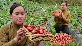 Harvest Strawberry Garden Goes to market sell  Make a dog feeder daily life live whit nature [upl. by Osmond493]