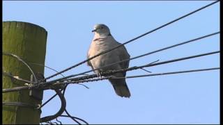 Collared Dove cooing [upl. by Goodyear136]