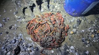 DIG your own lug worm SAVE MONEY how to dig common lugworm sea fishing uk [upl. by Aseuqram]