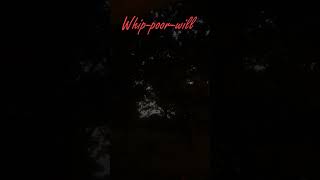 Whip poor will [upl. by Alamaj]