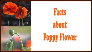 Facts about Poppy flower  nature flowers knowledge learning informativevideos [upl. by Rebah251]