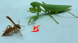 What if Mantis vs Bees WARNING LIVE FEEDING  Insect Club [upl. by Lledyr]