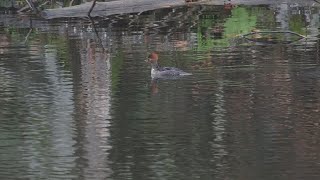 Hooded Mergansers Parc omega [upl. by Ahsilaf]