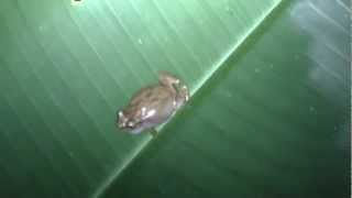 Coqui Pitito Eleutherodactylus cochranae  Whistling Coquí [upl. by Paloma489]