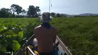 Giant Snakehead fishing Khlong Yai Dam  Rayong Thailand [upl. by Dlonra]