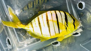 “SCHOOLING JUMBO” Golden Pilotfish Trio [upl. by Malcah363]