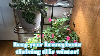 ❄️🪴How to care for houseplants in winter❄️🪴 [upl. by Barbara]