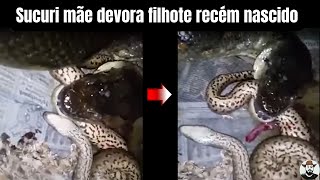 Sucuri mãe devora filhote recém nascido [upl. by Annayak122]