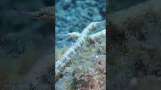 Reef pipefish meet underwater marinelife sea oceanlife [upl. by Valenka]