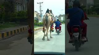 Camel walk like Katina kaif 🤣😂🔥 ytshorts india indianarmy bollywood [upl. by Adeehsar]