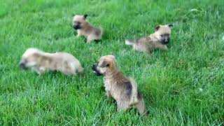 Cairn Terrier Puppies For Sale [upl. by Areid]