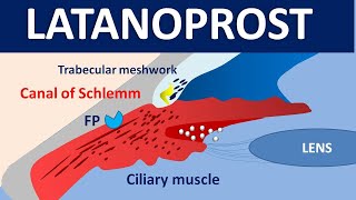 Latanoprost xalatan eye drops  Mechanism precautions side effects amp uses [upl. by Billy]