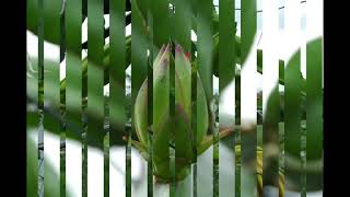 Pollination of Dragon Fruit Pitaya Pitahaya Queensland Australia [upl. by Bunde]